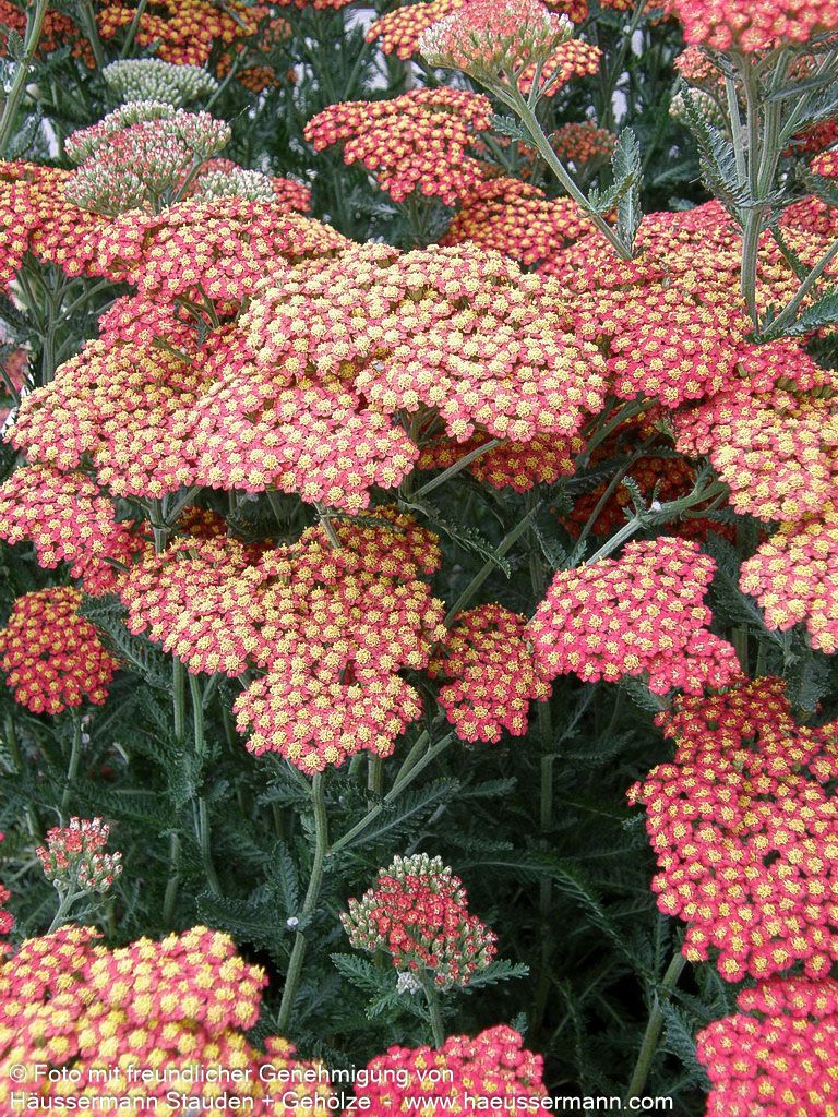 Hohe Gold-Garbe 'Feuerland' (Achillea filipendulina)
