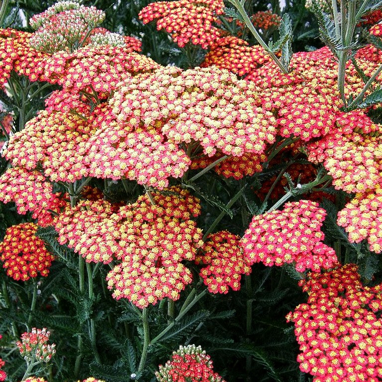 Hohe Gold-Garbe 'Feuerland' (Achillea filipendulina)