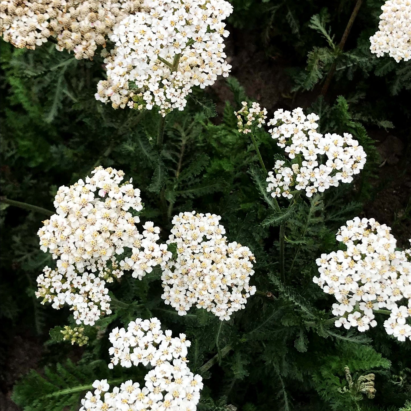 Hohe Gold-Garbe 'Heinrich Vogeler' (Achillea filipendulina)