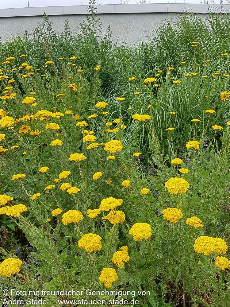 Hohe Gold-Garbe 'Parker' (Achillea filipendulina)