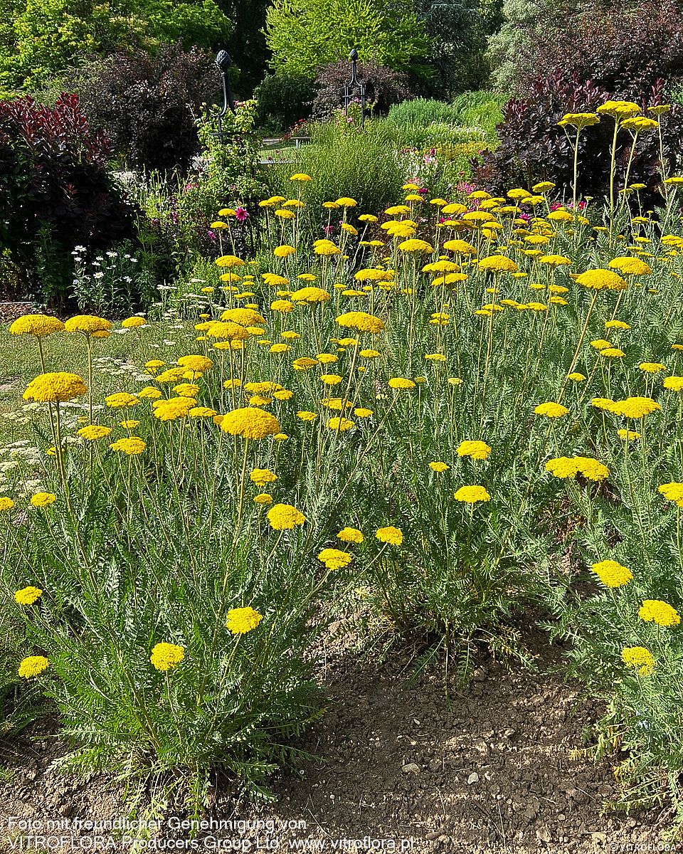 Hohe Gold-Garbe 'Parker' (Achillea filipendulina)