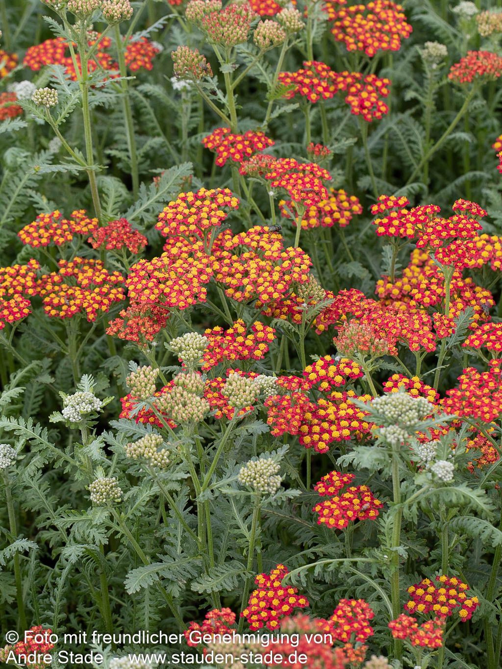 Hohe Gold-Garbe 'Walter Funcke' (Achillea filipendulina)