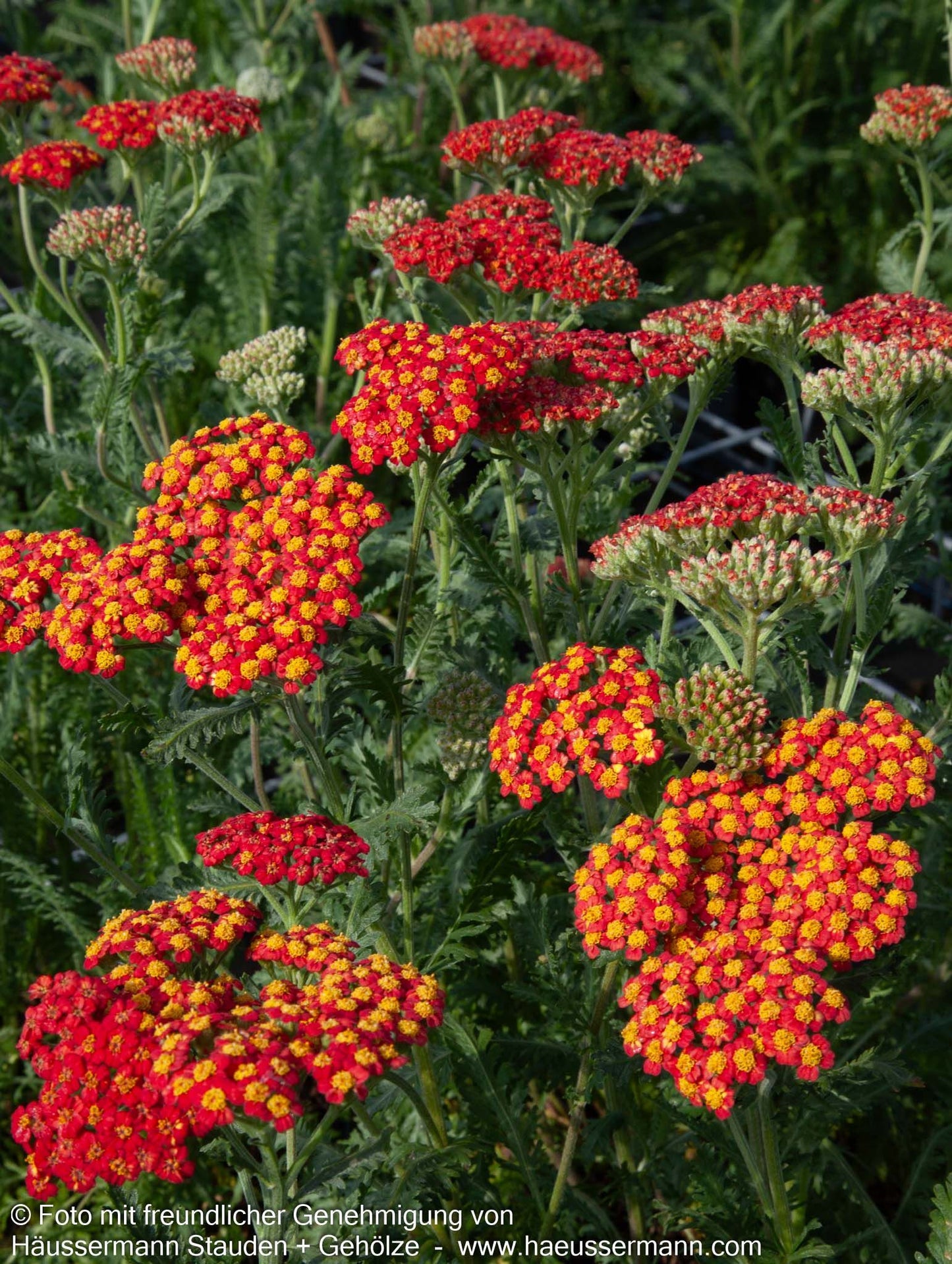 Hohe Gold-Garbe 'Walter Funcke' (Achillea filipendulina)