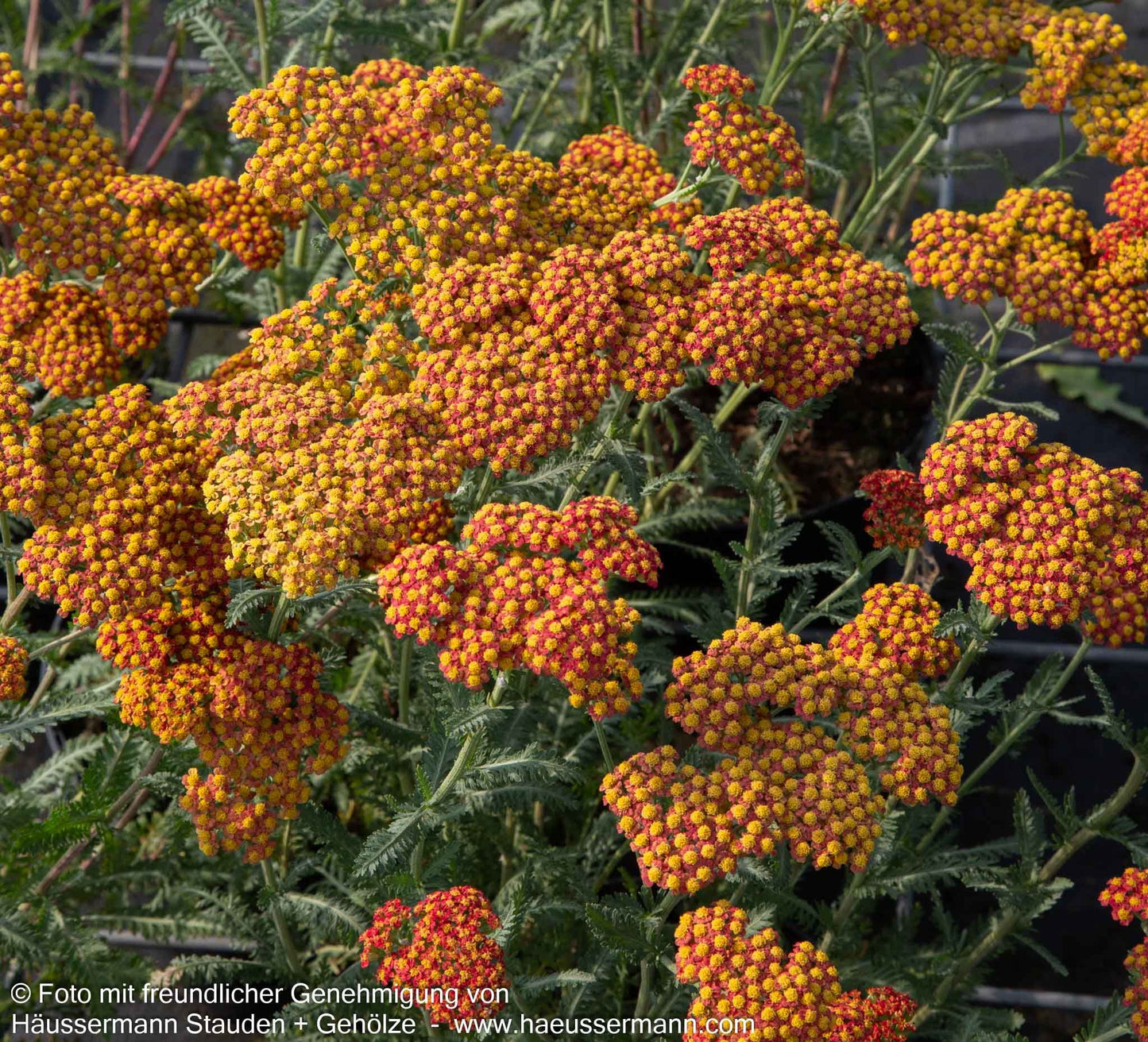 Hohe Gold-Garbe 'Walter Funcke' (Achillea filipendulina)