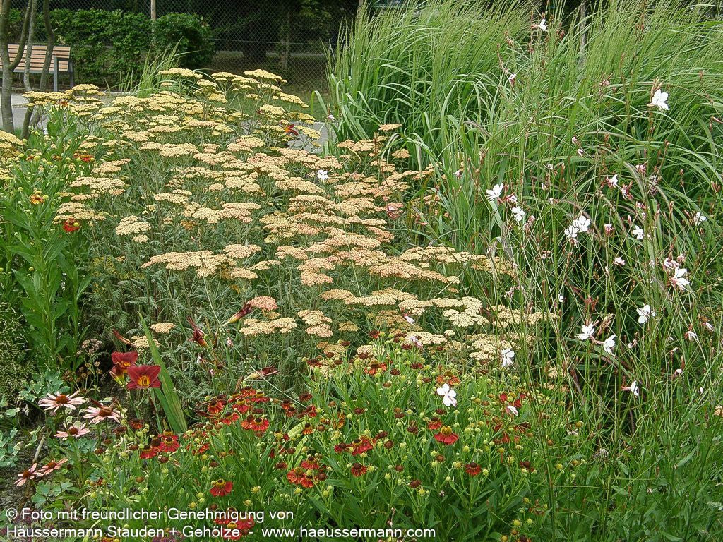 Hohe Gold-Garbe 'Walter Funcke' (Achillea filipendulina)
