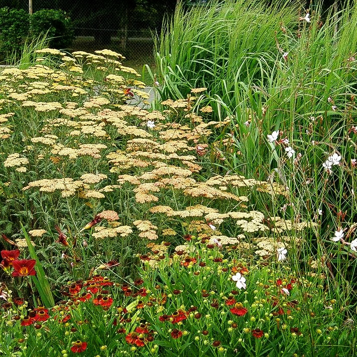 Hohe Gold-Garbe 'Walter Funcke' (Achillea filipendulina)