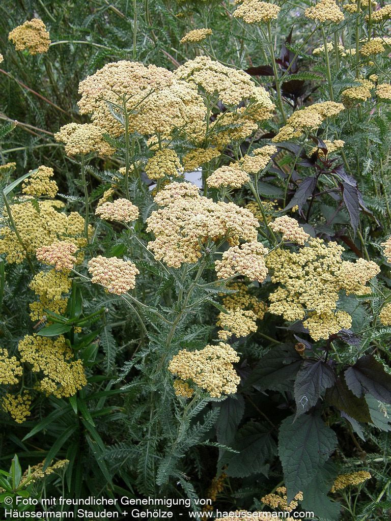 Hohe Gold-Garbe 'Walter Funcke' (Achillea filipendulina)