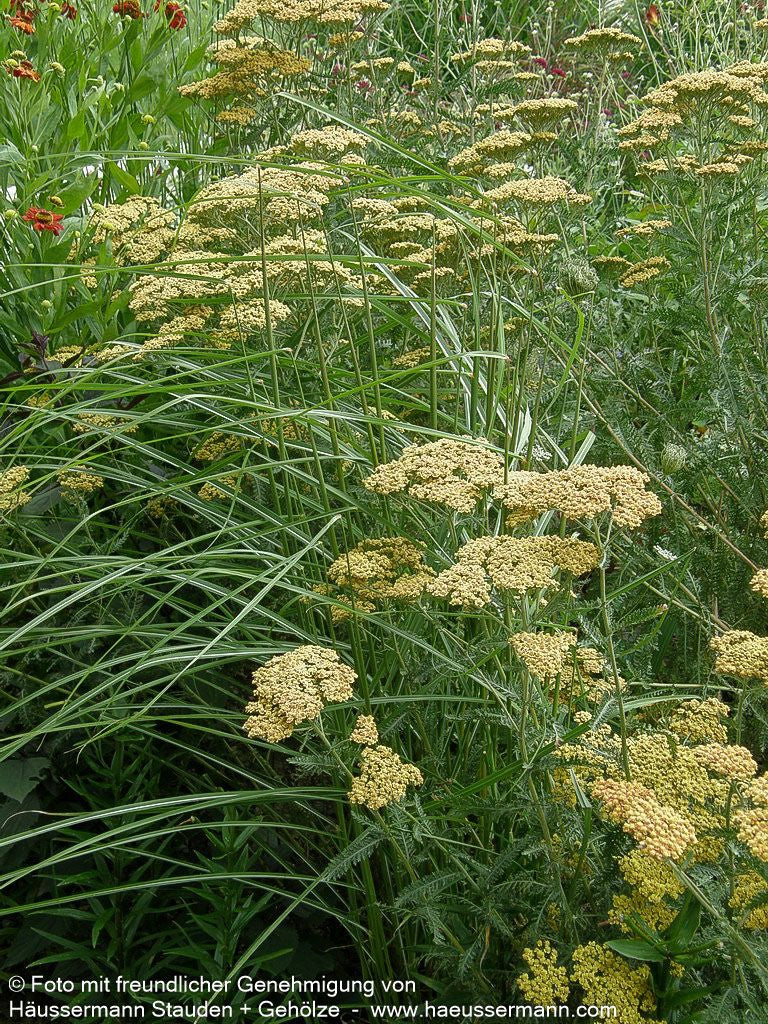 Hohe Gold-Garbe 'Walter Funcke' (Achillea filipendulina)