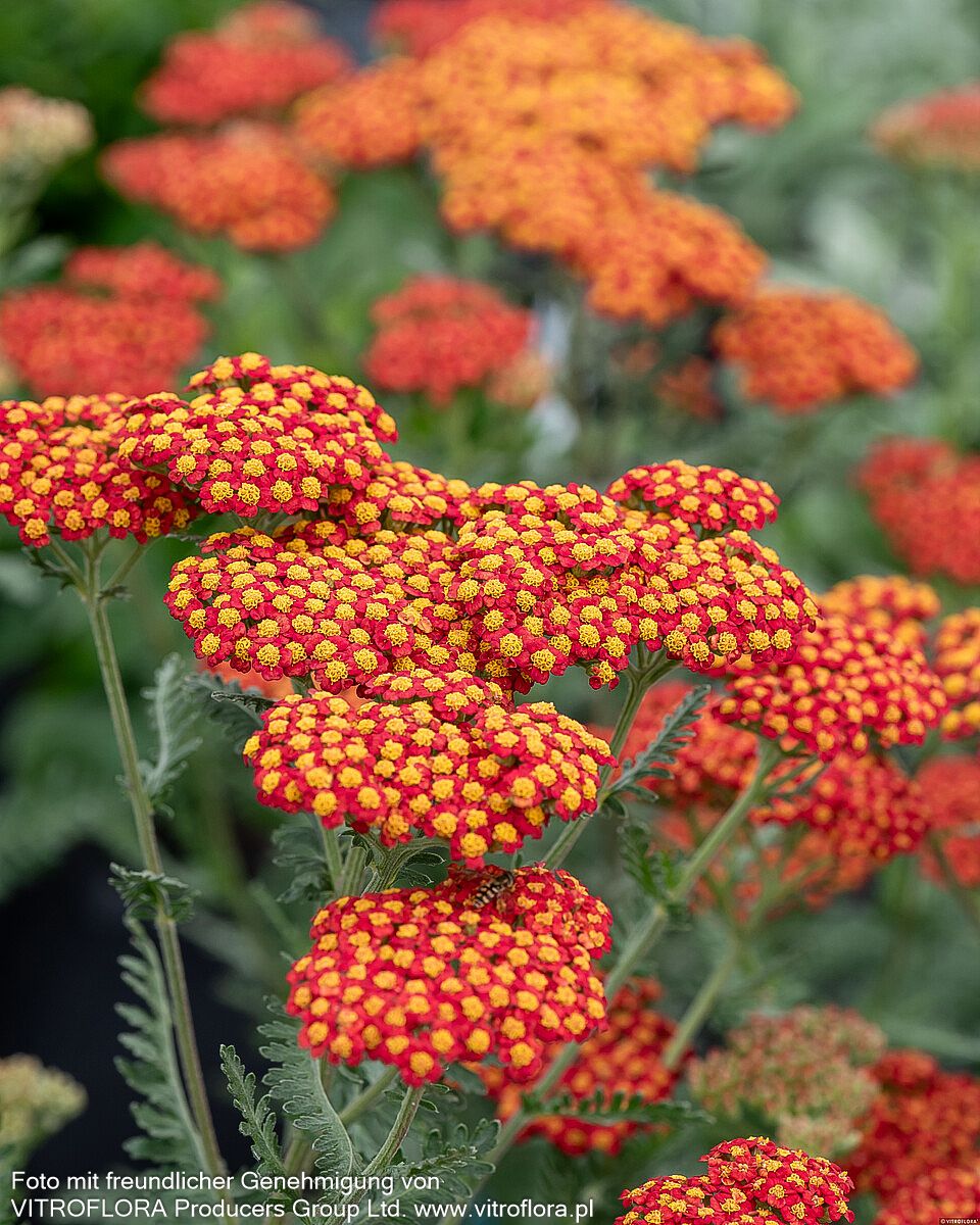 Hohe Gold-Garbe 'Walter Funcke' (Achillea filipendulina)