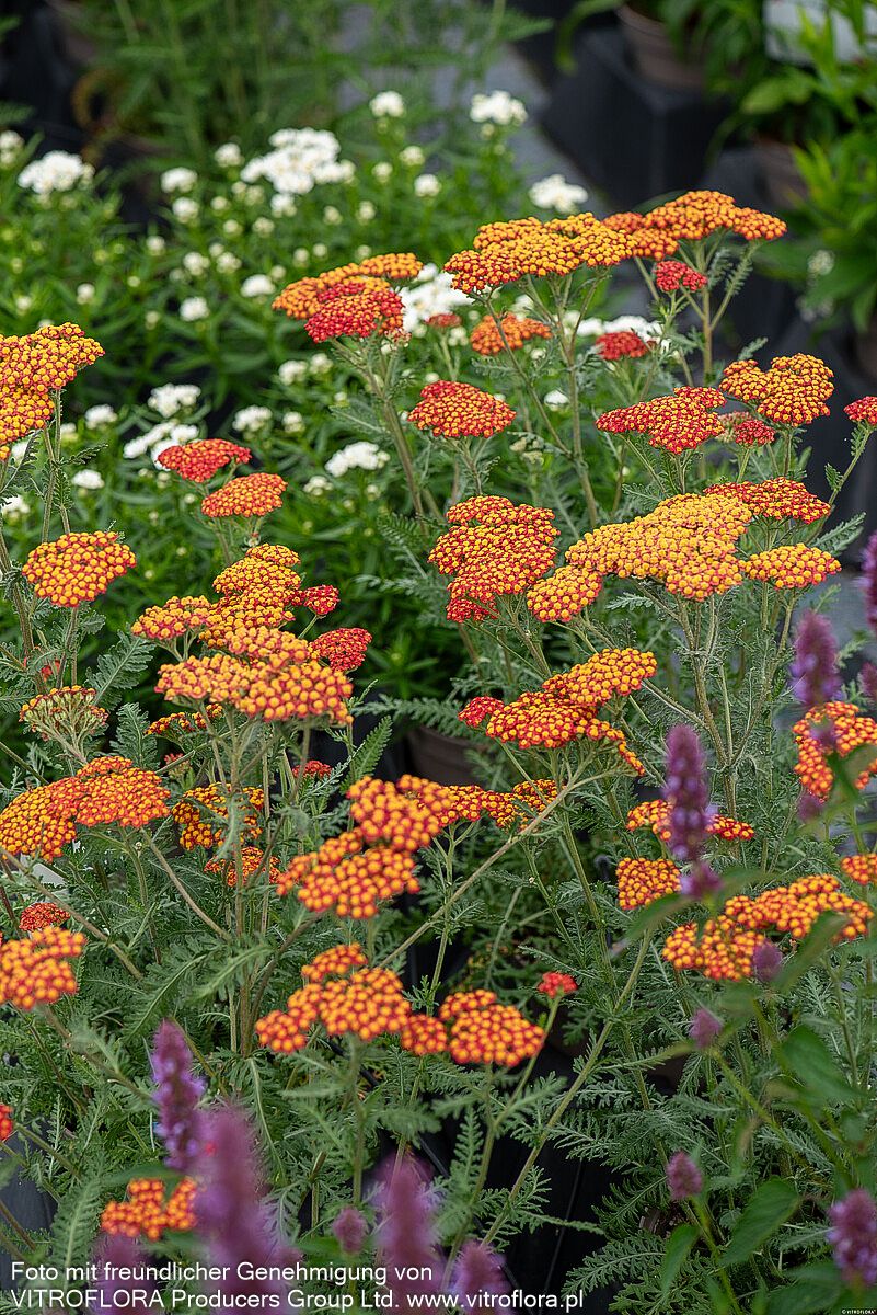 Hohe Gold-Garbe 'Walter Funcke' (Achillea filipendulina)