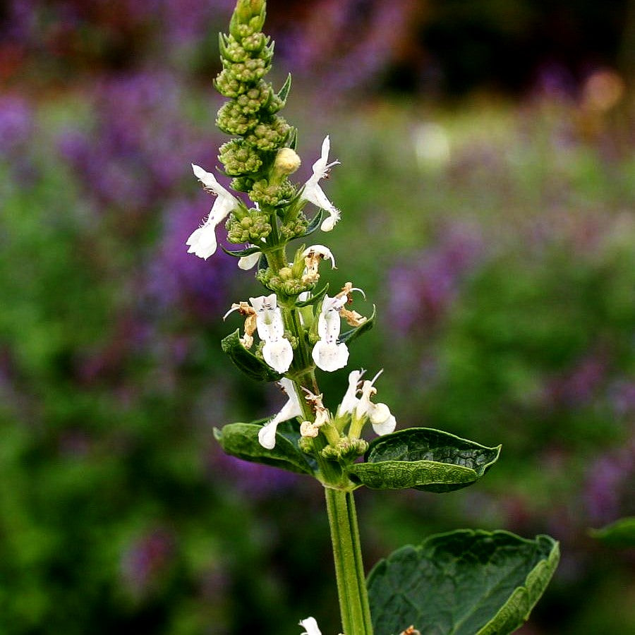 Hohe Katzenminze 'Alba' (Nepeta nuda)