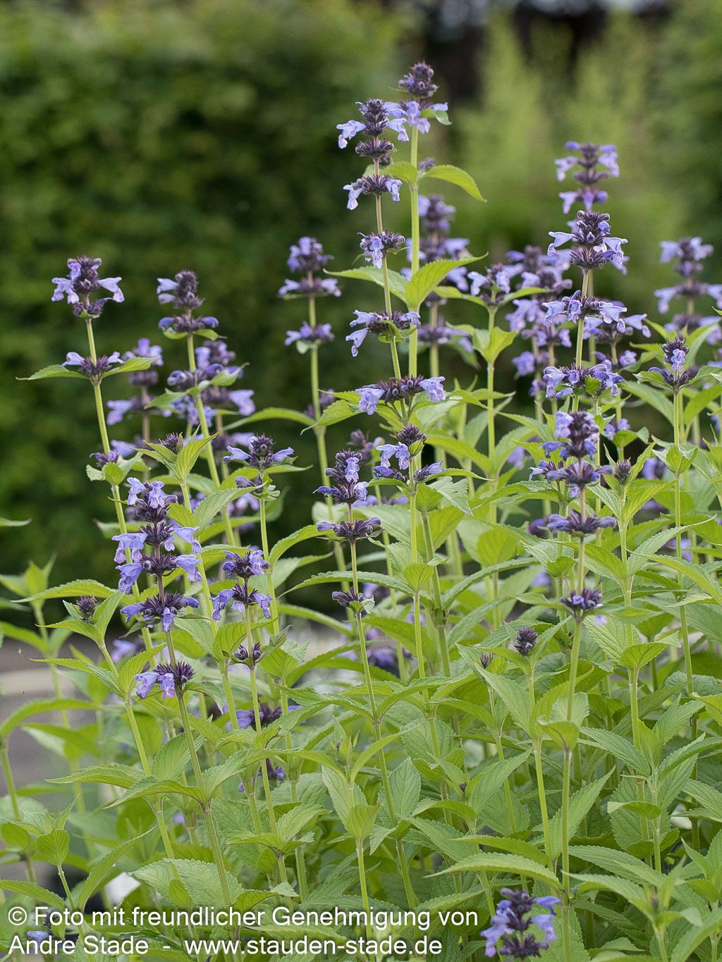 Hohe Katzenminze 'Manchu Blue' (Nepeta manchuriensis)