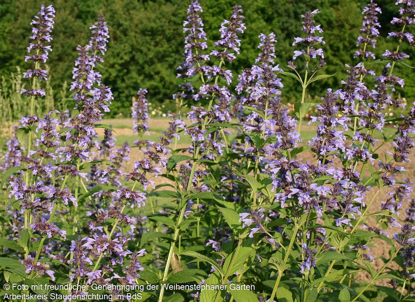 Hohe Katzenminze 'Manchu Blue' (Nepeta manchuriensis)