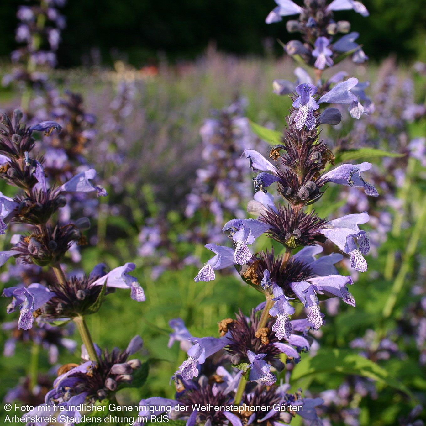Hohe Katzenminze 'Manchu Blue' (Nepeta manchuriensis)