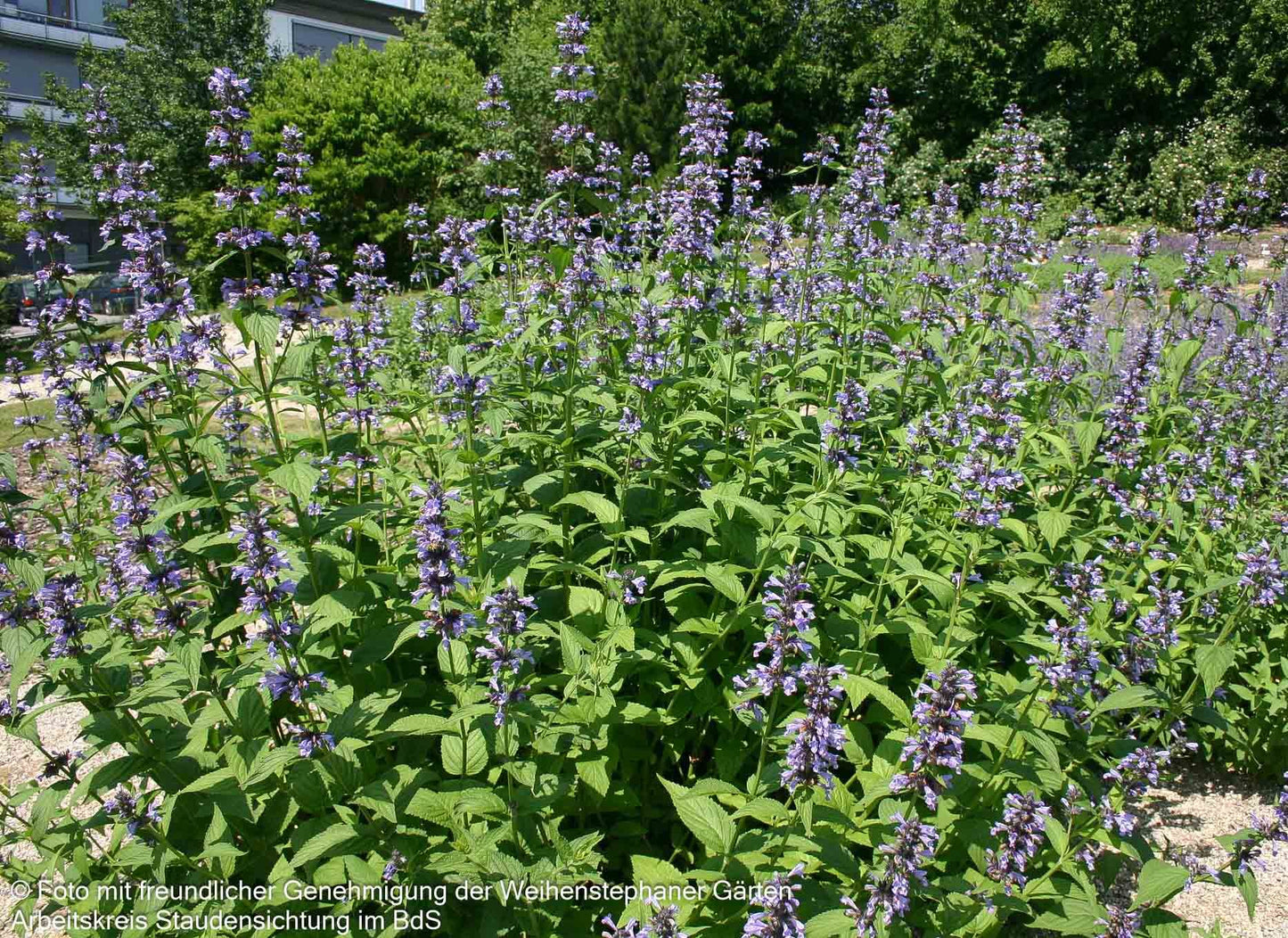 Hohe Katzenminze 'Manchu Blue' (Nepeta manchuriensis)