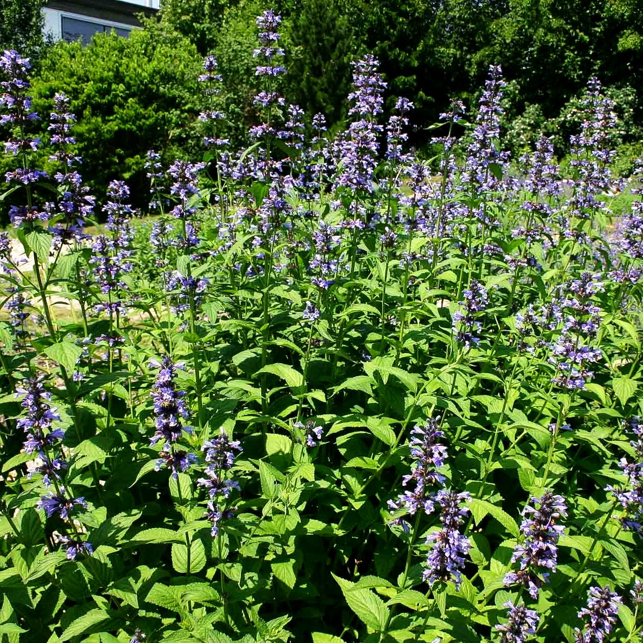Hohe Katzenminze 'Manchu Blue' (Nepeta manchuriensis)