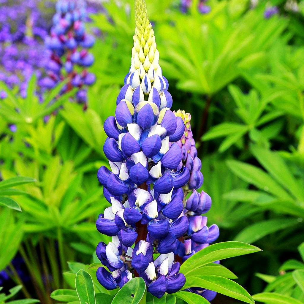 Hohe Lupine blau 'Kastellan' (Lupinus polyphyllus)