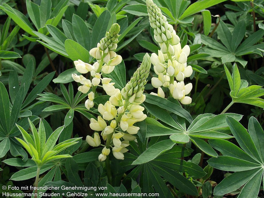 Hohe Lupine gelb 'Kronleuchter' (Lupinus polyphyllus)