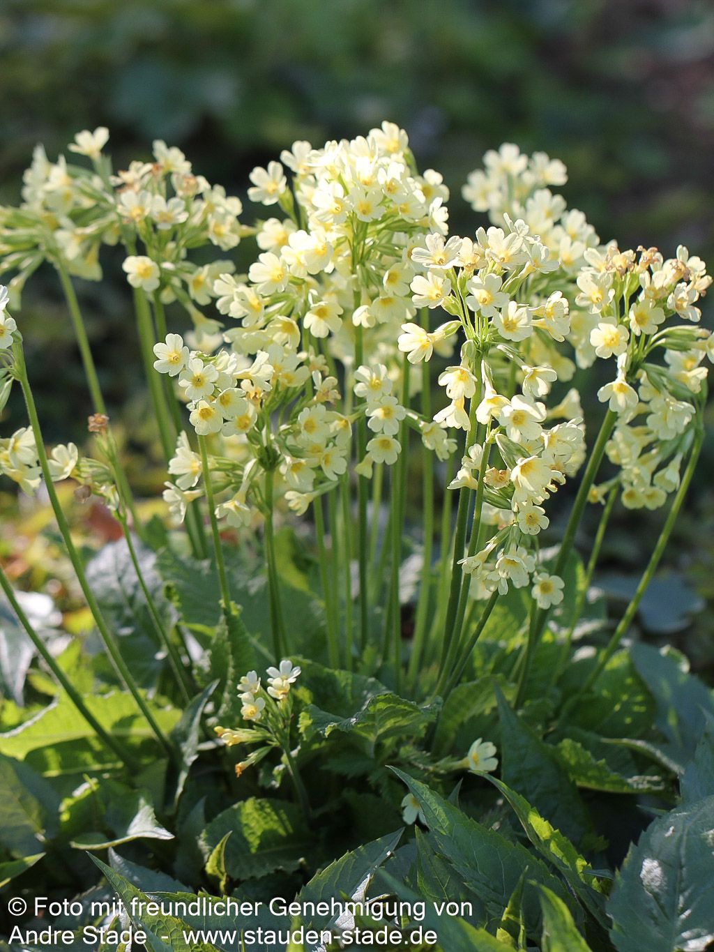 Hohe Schlüsselblume (Primula elatior)