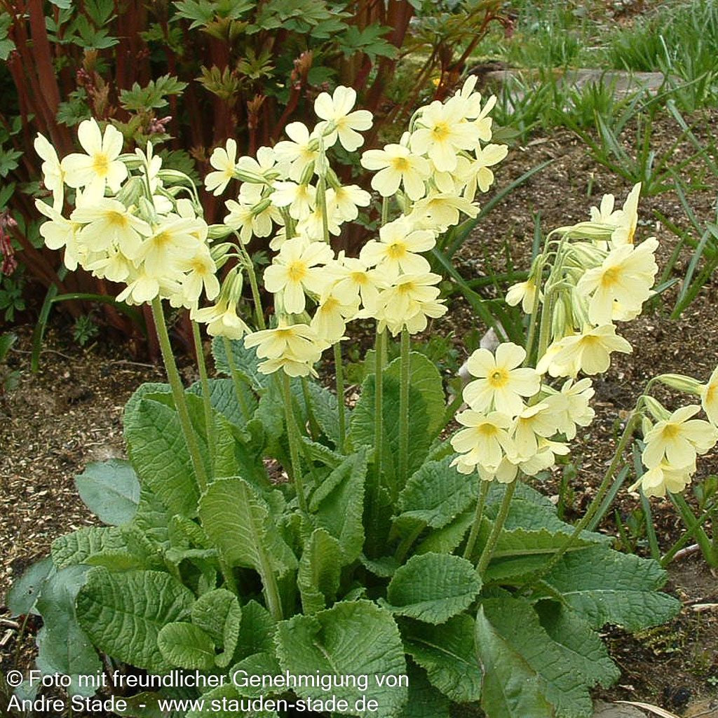Hohe Schlüsselblume (Primula elatior)