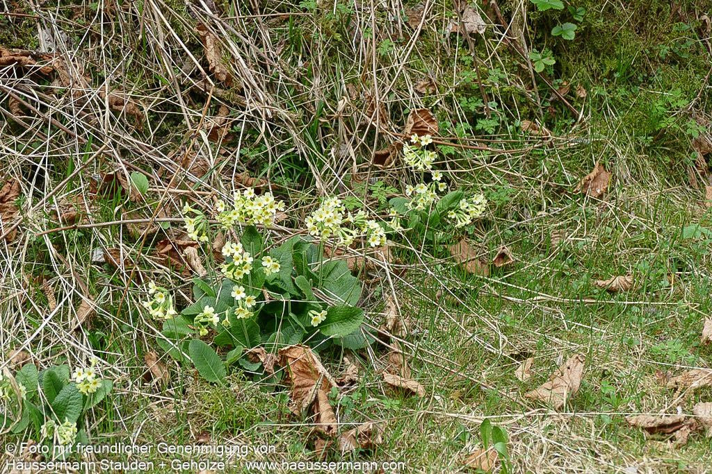Hohe Schlüsselblume (Primula elatior)
