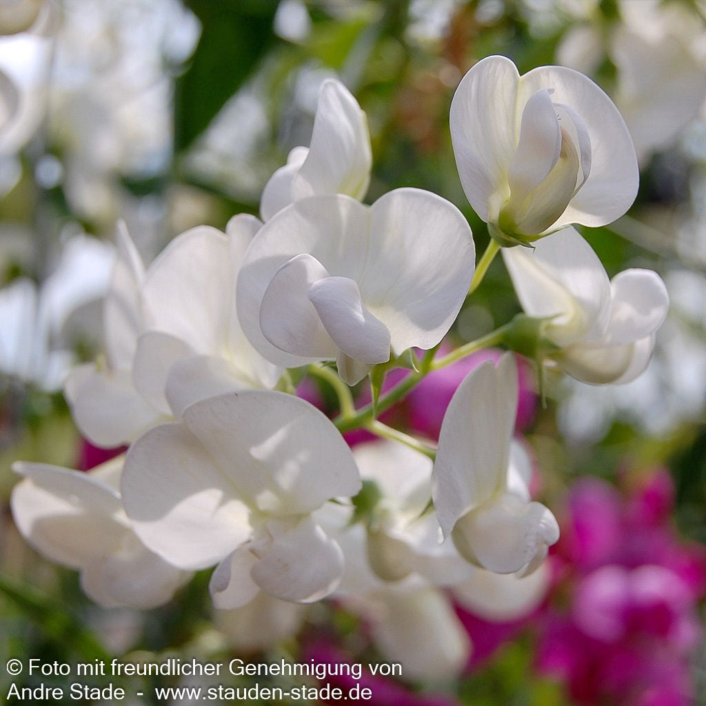 Hohe Stauden-Wicke 'Weiße Perle' (Lathyrus latifolius)