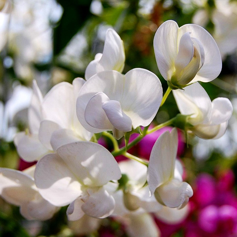 Hohe Stauden-Wicke 'Weiße Perle' (Lathyrus latifolius)