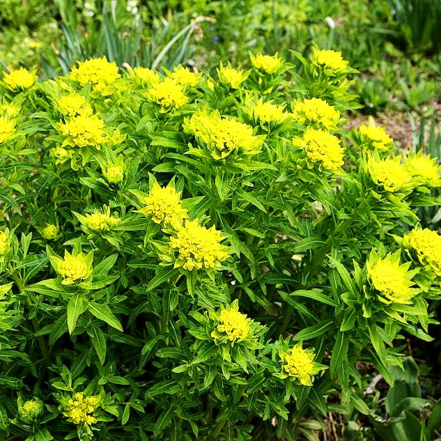 Hohe Wolfsmilch 'Goldener Turm' (Euphorbia cornigera)