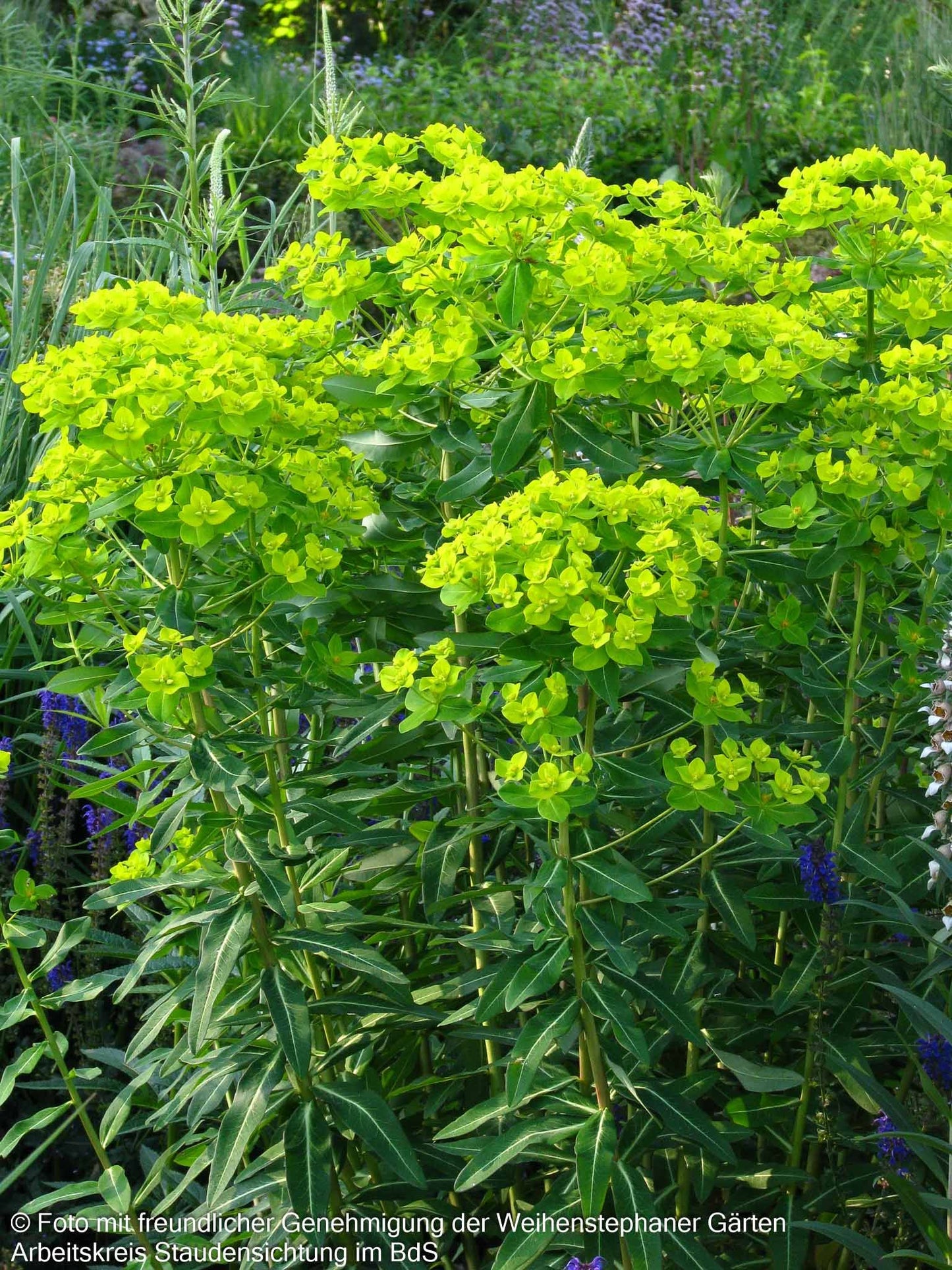 Hohe Wolfsmilch 'Goldener Turm' (Euphorbia cornigera)