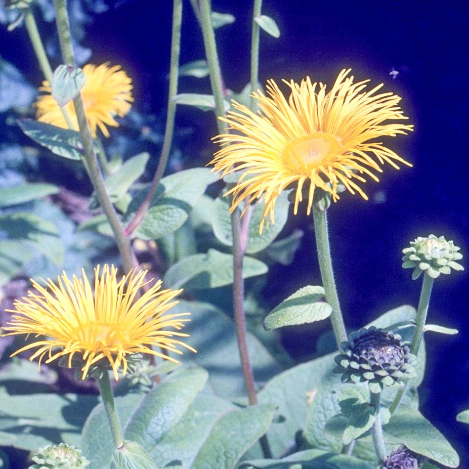 Hoher Alant (Inula magnifica)