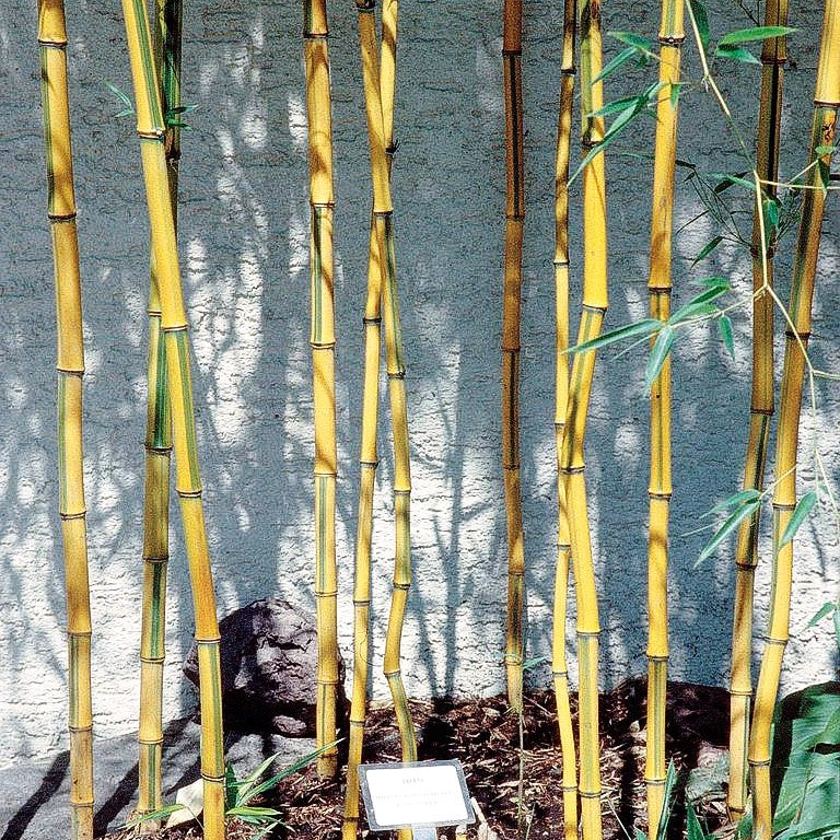 Hoher Bambus (Phyllostachys aureosulcata spectabilis)