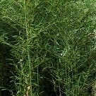 Hoher Bambus (Phyllostachys bissetii)