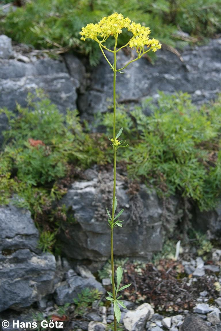 Hoher Goldbaldrian (Patrinia scabiosifolia)