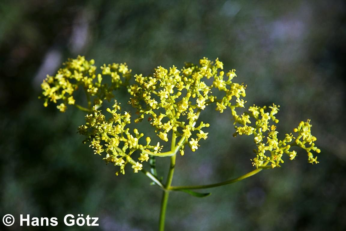 Hoher Goldbaldrian (Patrinia scabiosifolia)