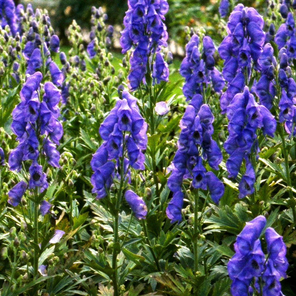 Hoher Herbst-Eisenhut 'Arendsii' (Aconitum carmichaelii)