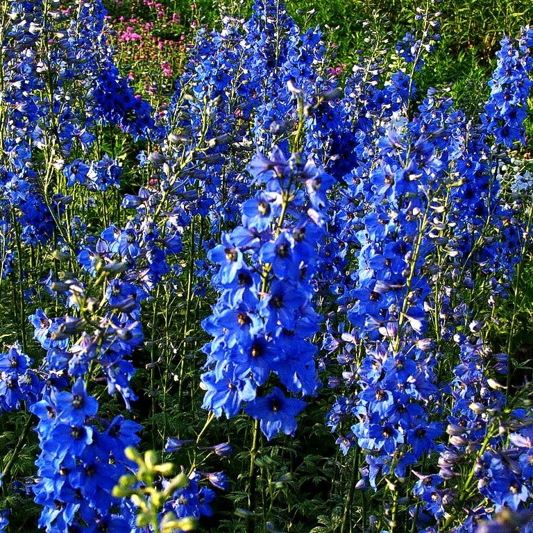 Hoher Rittersporn 'Blaustrahl' (Delphinium x elatum)