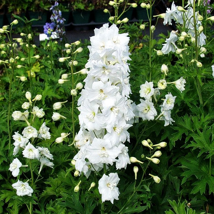 Hoher Rittersporn 'Diamant' (Delphinium x cult.)