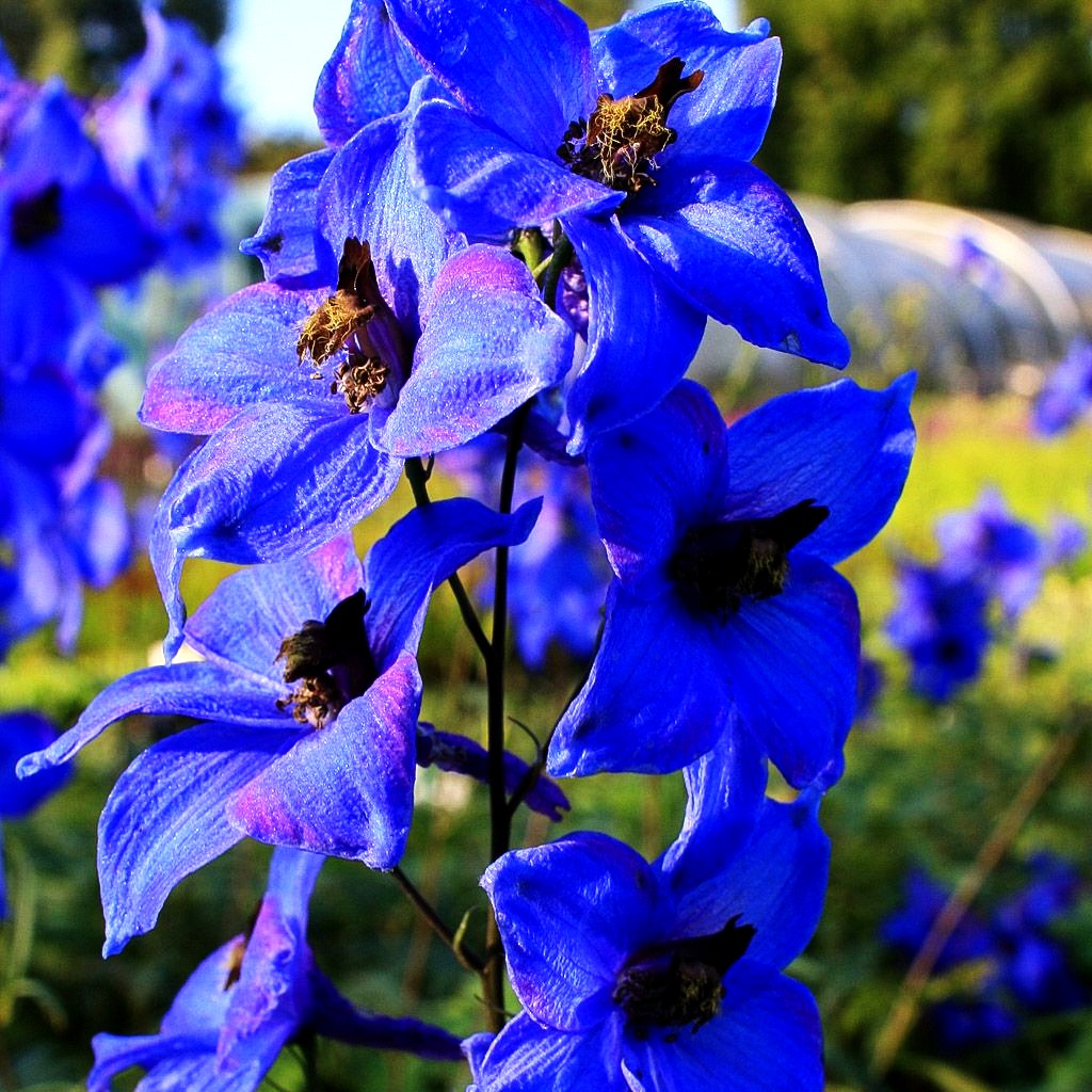 Hoher Rittersporn 'Finsteraarhorn' (Delphinium x elatum)