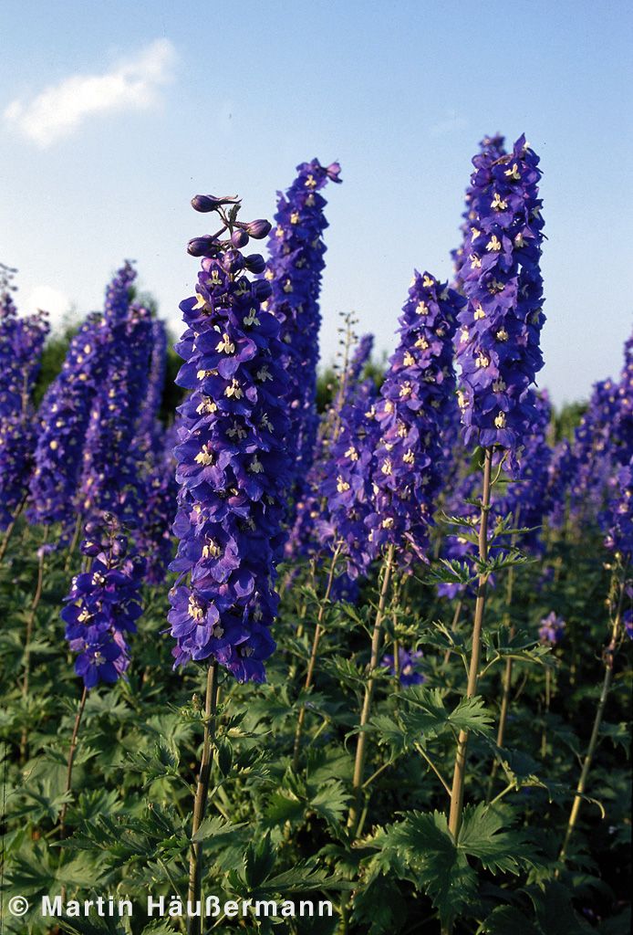 Hoher Rittersporn 'Lanzenträger' (Delphinium x elatum)