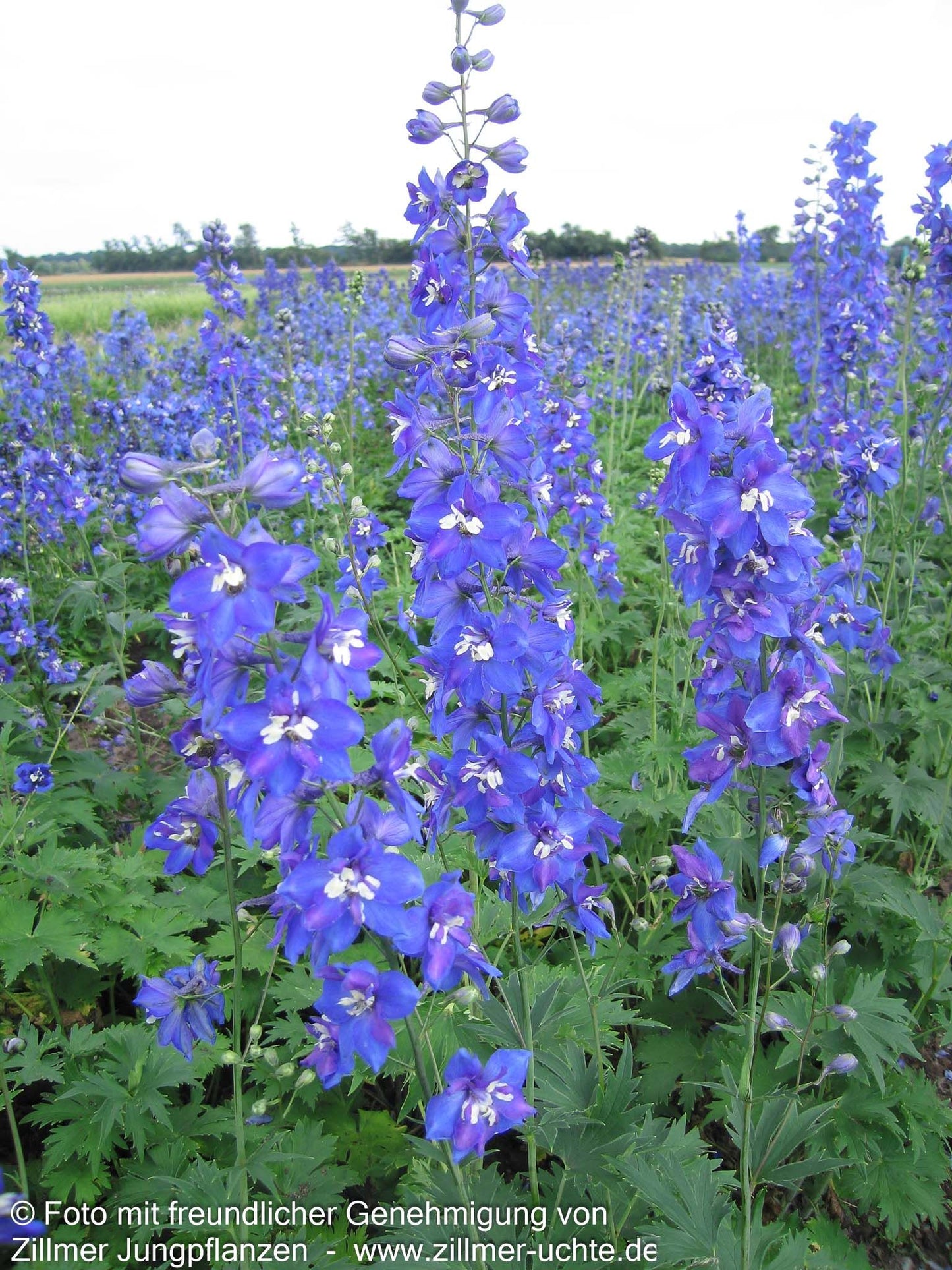 Hoher Rittersporn 'Lanzenträger' (Delphinium x elatum)