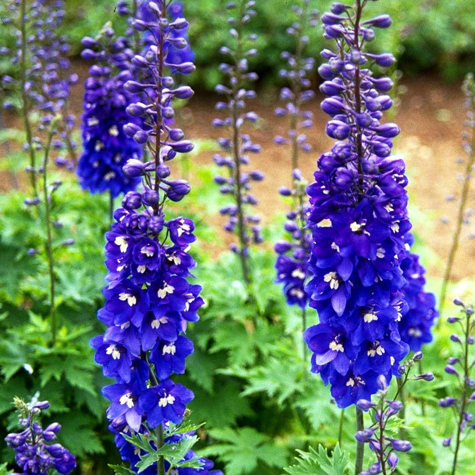 Hoher Rittersporn 'Lanzenträger' (Delphinium x elatum)
