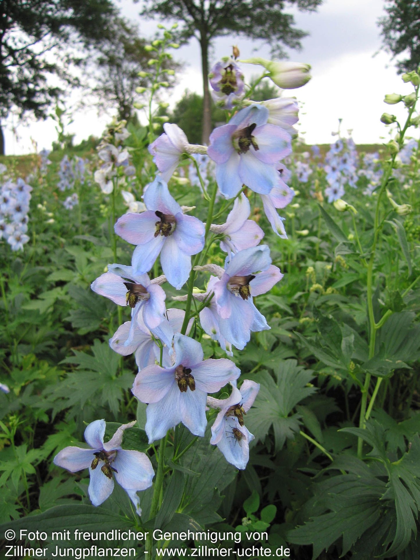 Hoher Rittersporn 'Morgentau' (Delphinium x elatum)