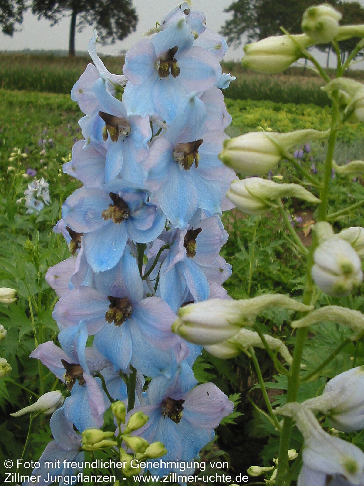 Hoher Rittersporn 'Morgentau' (Delphinium x elatum)