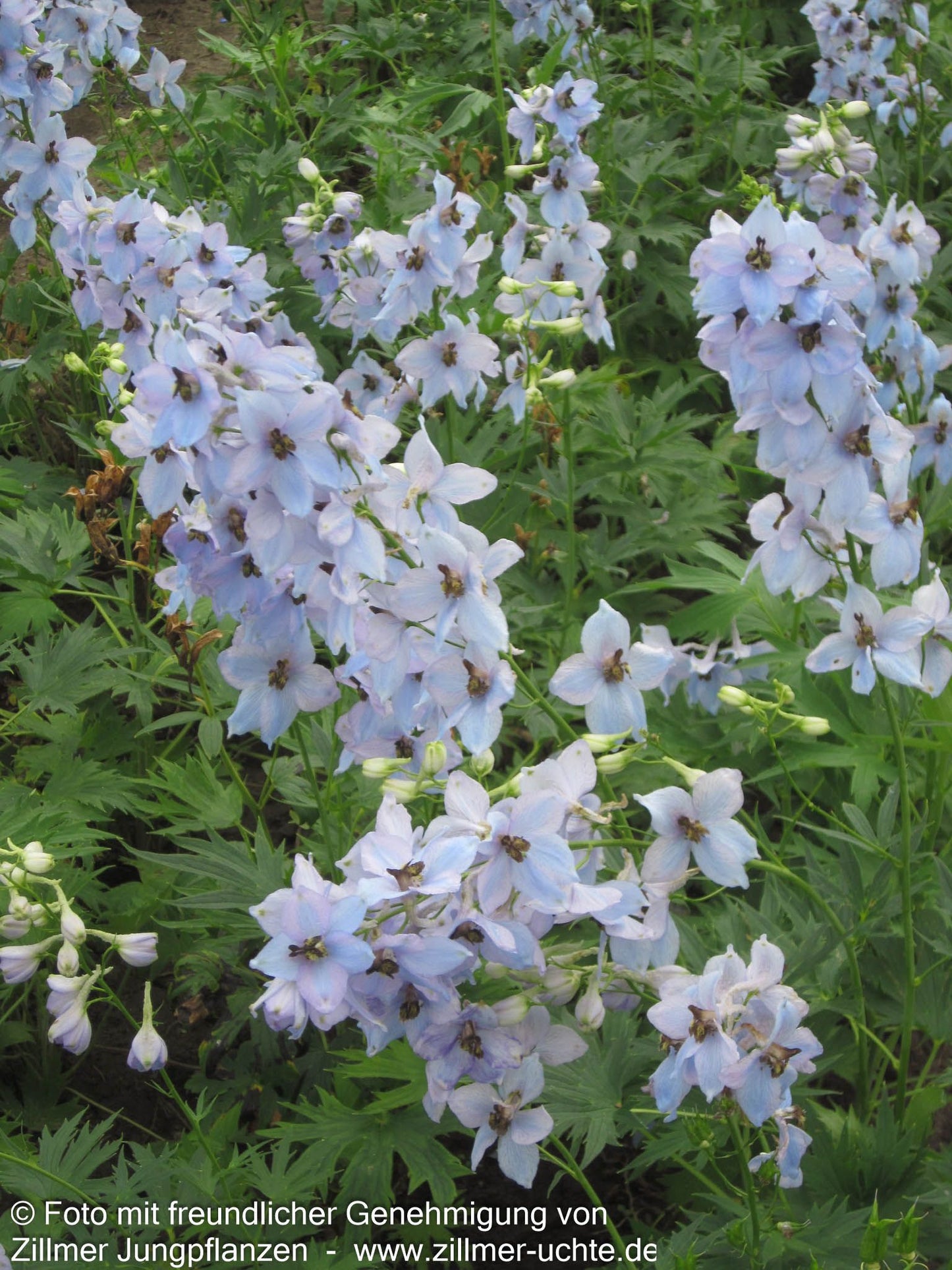Hoher Rittersporn 'Morgentau' (Delphinium x elatum)