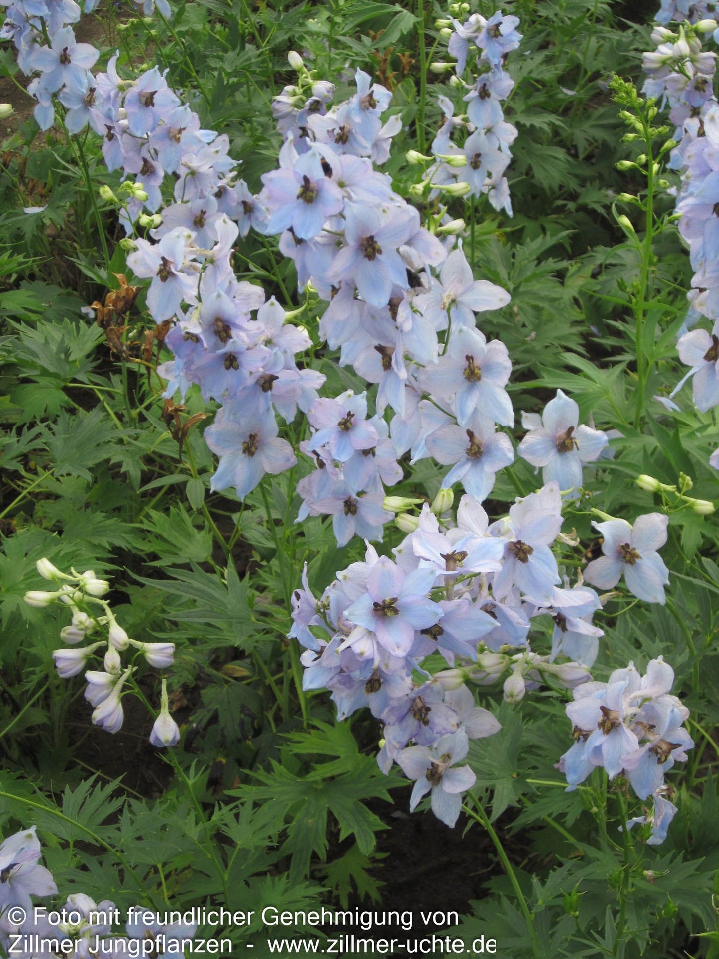 Hoher Rittersporn 'Morgentau' (Delphinium x elatum)