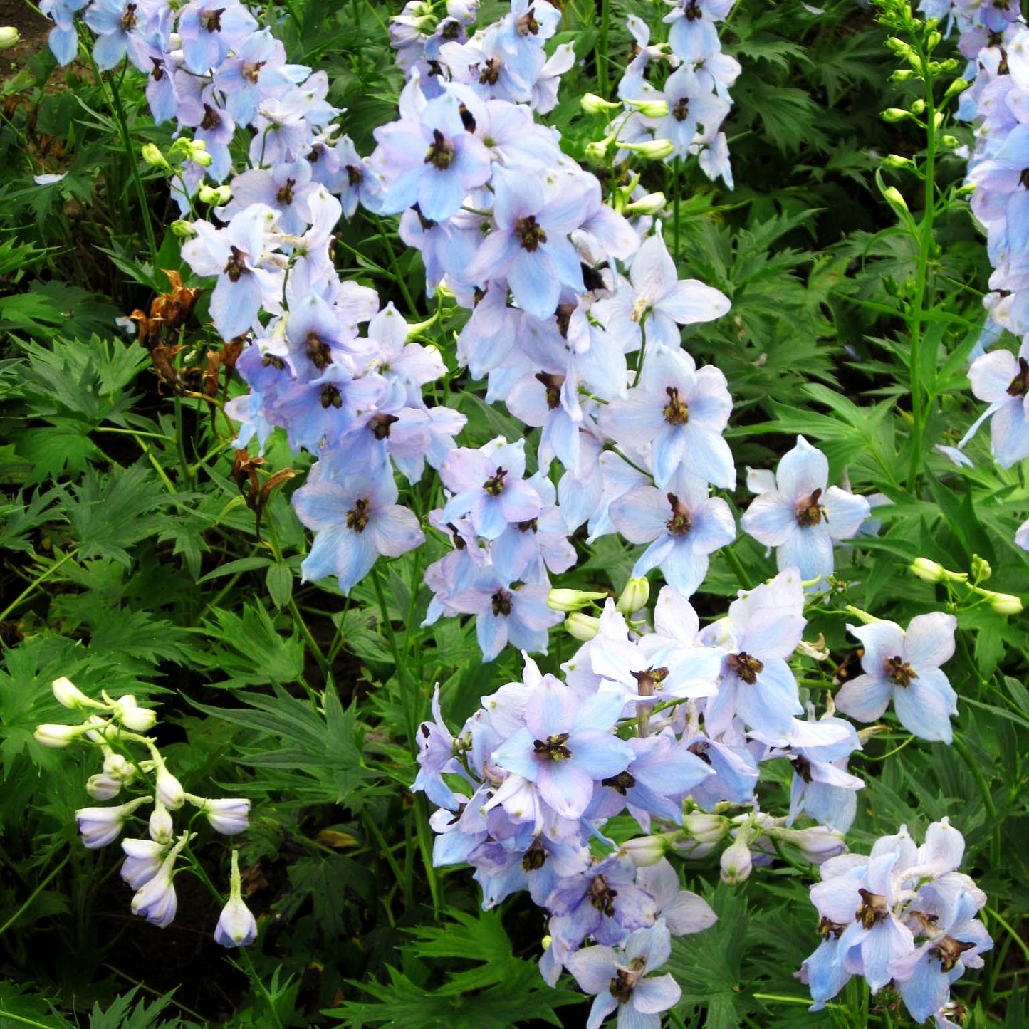 Hoher Rittersporn 'Morgentau' (Delphinium x elatum)