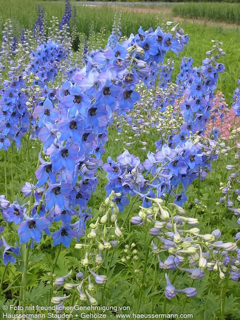 Hoher Rittersporn 'Morgentau' (Delphinium x elatum)