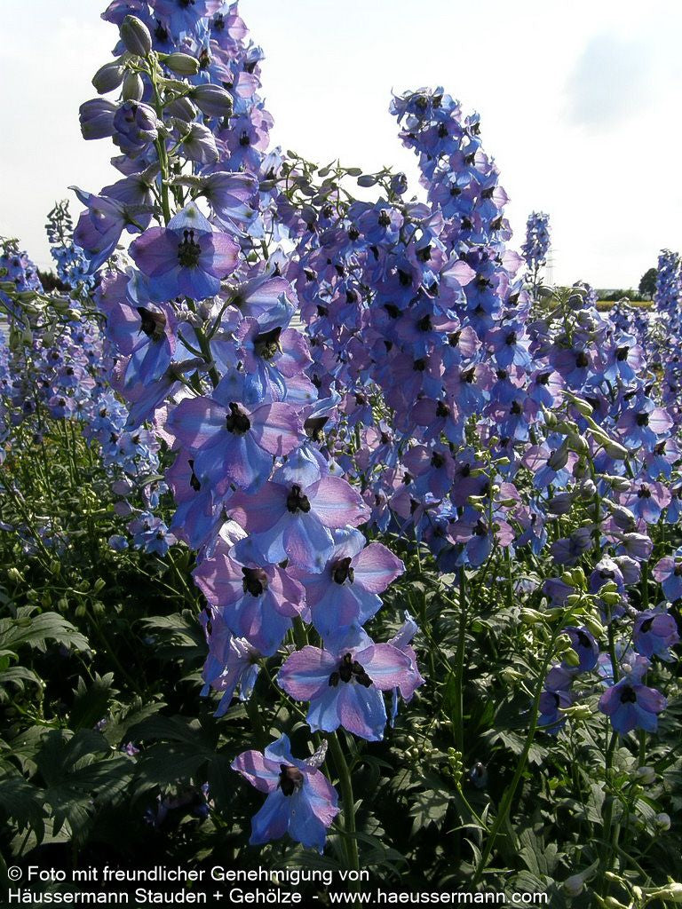 Hoher Rittersporn 'Morgentau' (Delphinium x elatum)