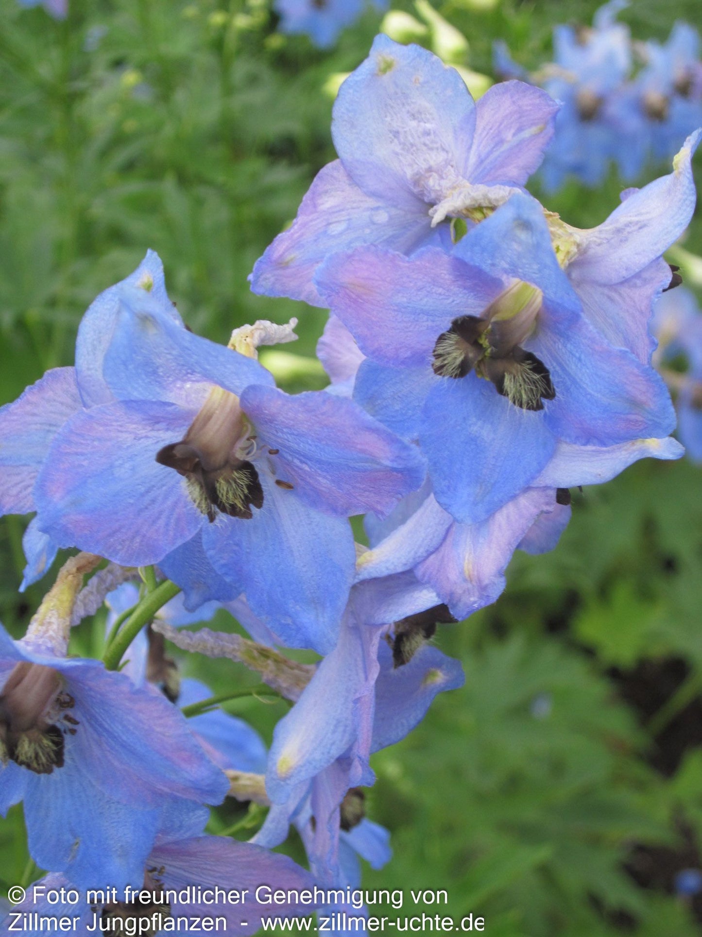 Hoher Rittersporn 'Ouvertüre' (Delphinium x elatum)