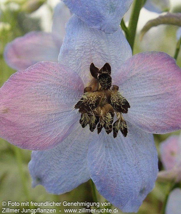 Hoher Rittersporn 'Ouvertüre' (Delphinium x elatum)
